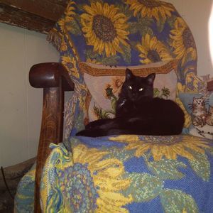 Meet your Posher, Kala